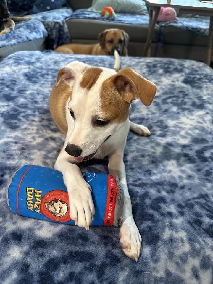 Ava 2, Adopted, Puppy Female Whippet & Chihuahua.