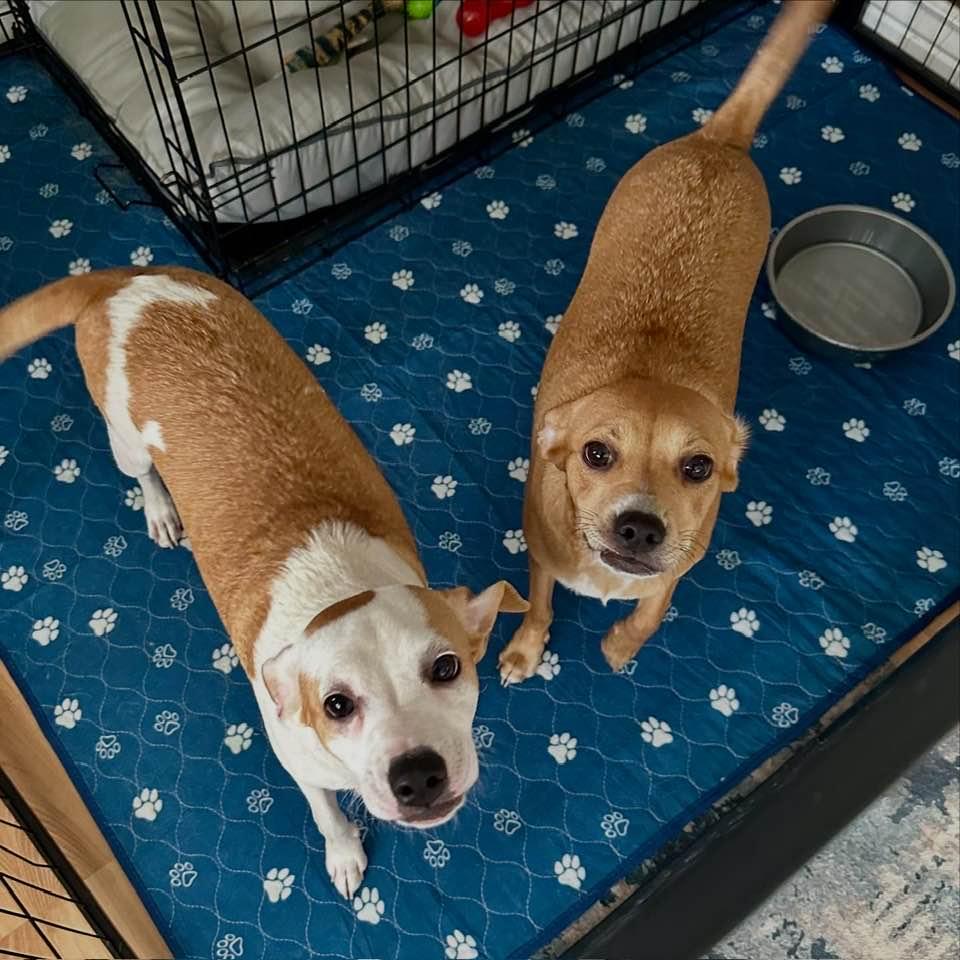 Enlarge Ava 2, a Adopted mixed breed in Phoenix, AZ image 2/3