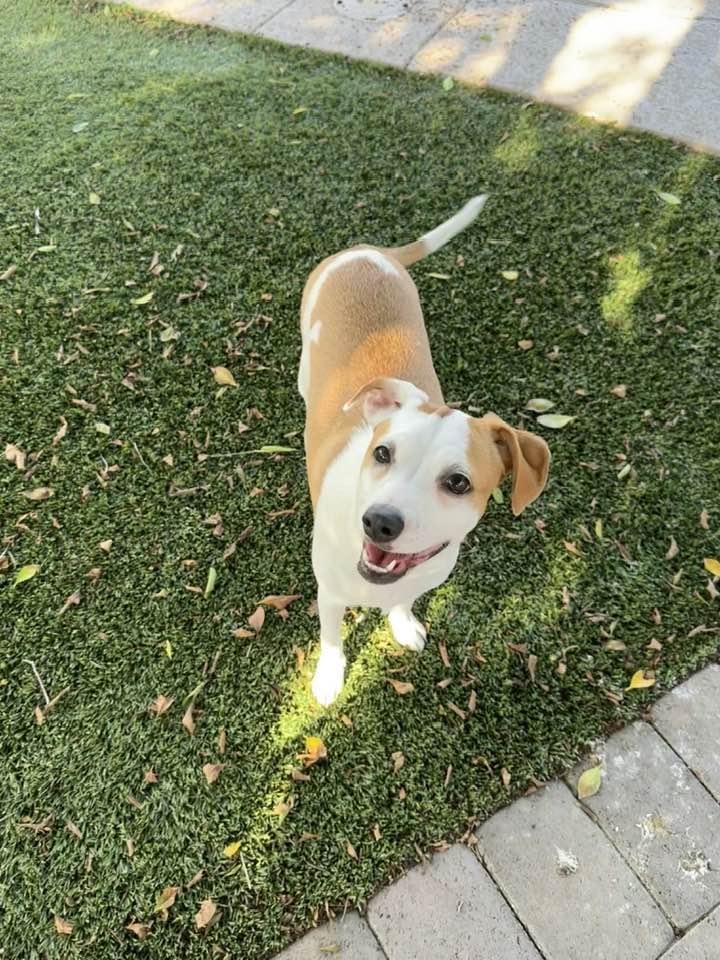 Enlarge Ava 2, a Adopted mixed breed in Phoenix, AZ image 3/3