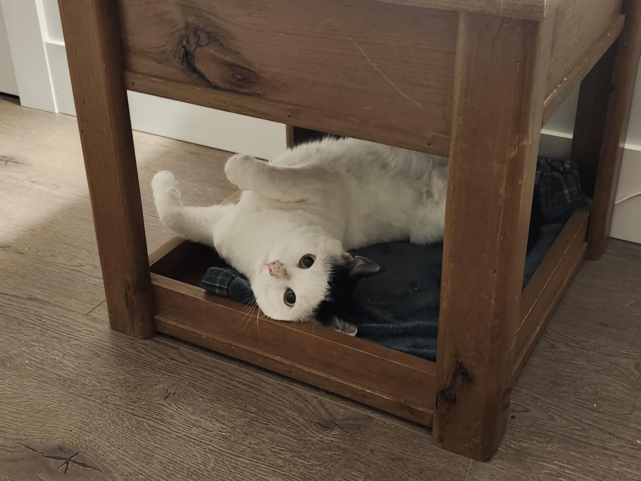 Ozzy Pawsbourne