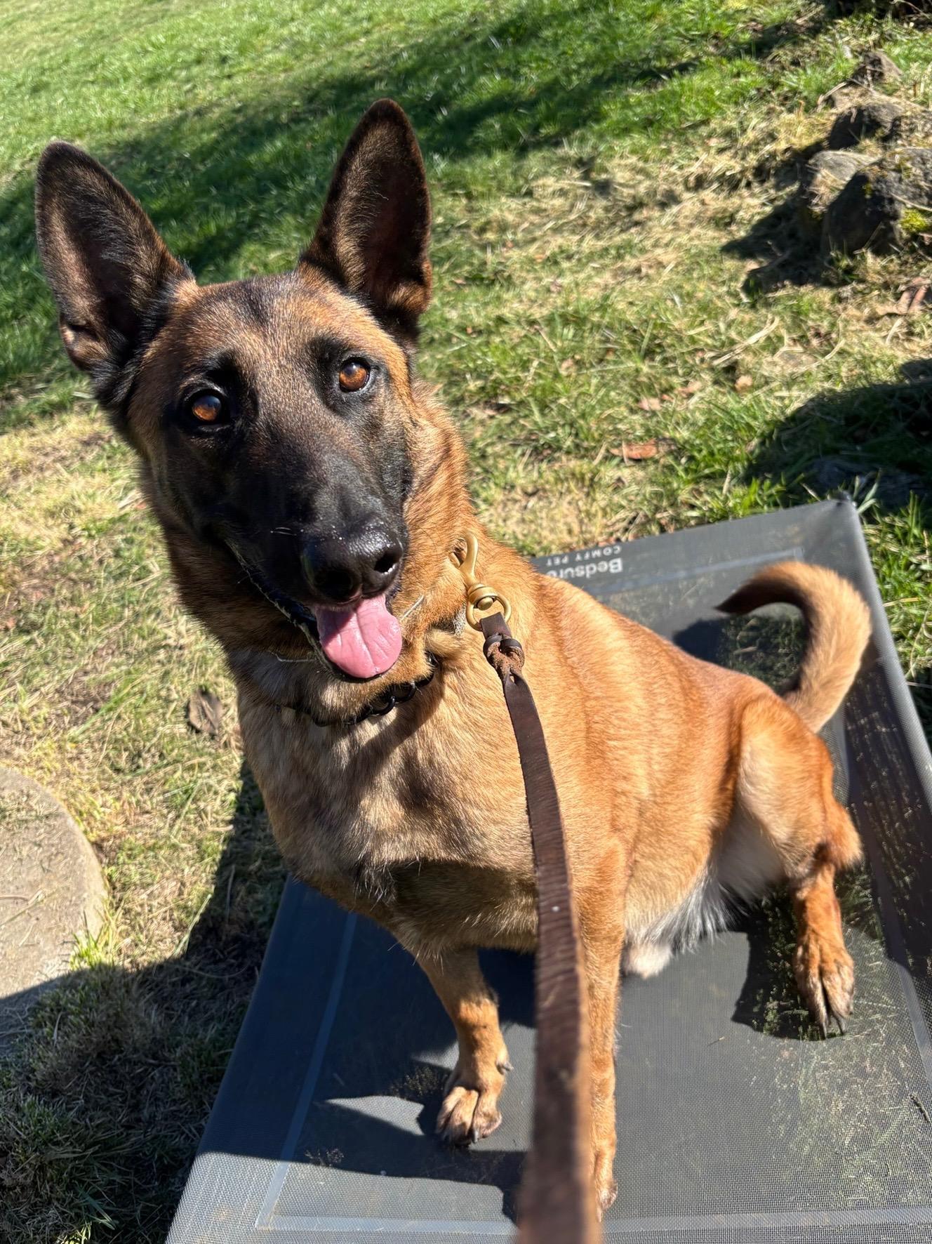 Rito, Young Male Belgian Shepherd / Malinois