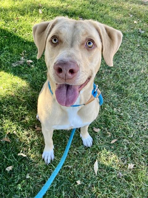 PRINCESS, Adoptable, Adult Female Labrador Retriever & Mixed Breed.