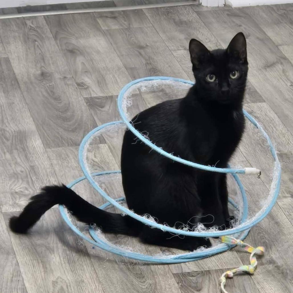Benkie, Adoptable, Young Male Domestic Short Hair.