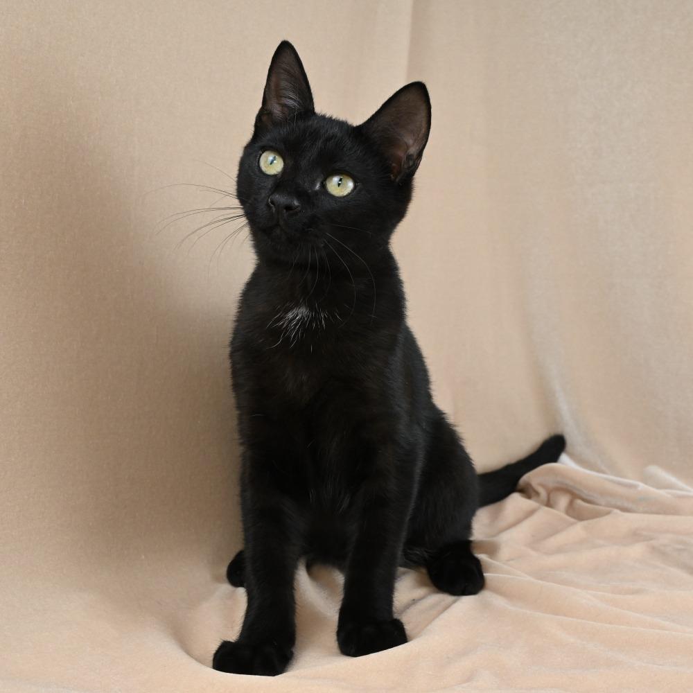 Benkie, a Adoptable Domestic Short Hair in Mobile, AL image 2/6