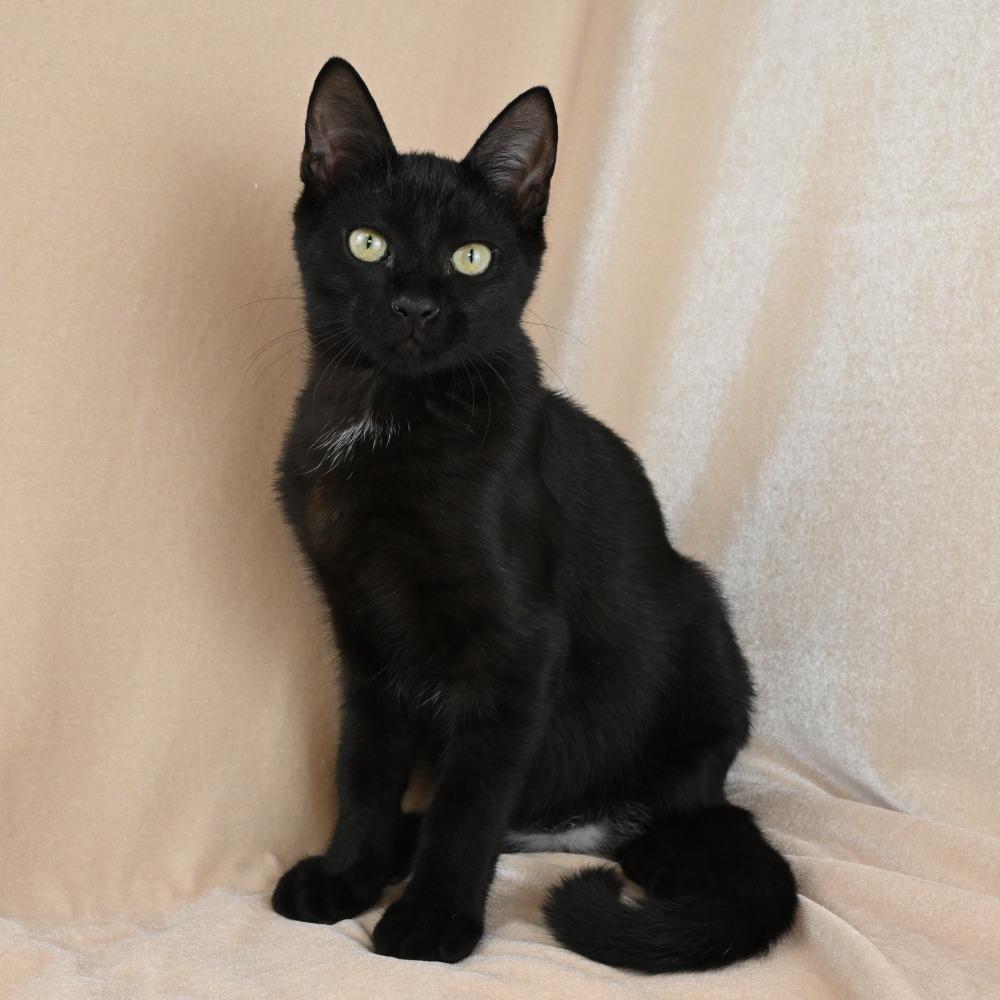 Benkie, a Adoptable Domestic Short Hair in Mobile, AL image 3/6
