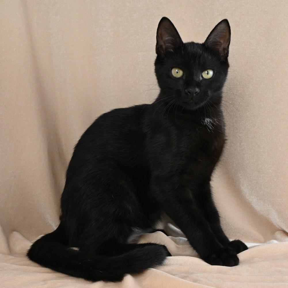 Benkie, a Adoptable Domestic Short Hair in Mobile, AL image 4/6