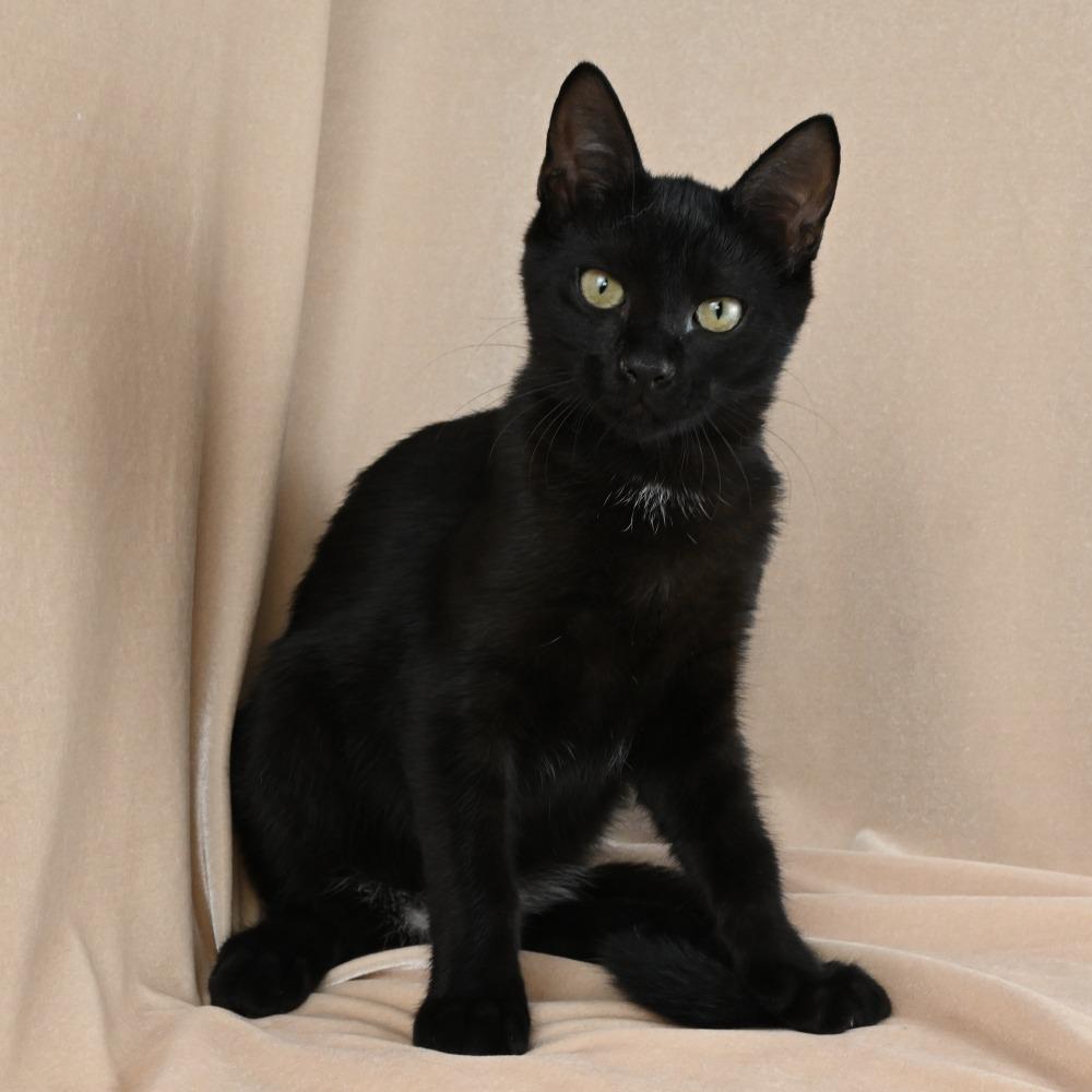 Benkie, a Adoptable Domestic Short Hair in Mobile, AL image 5/6
