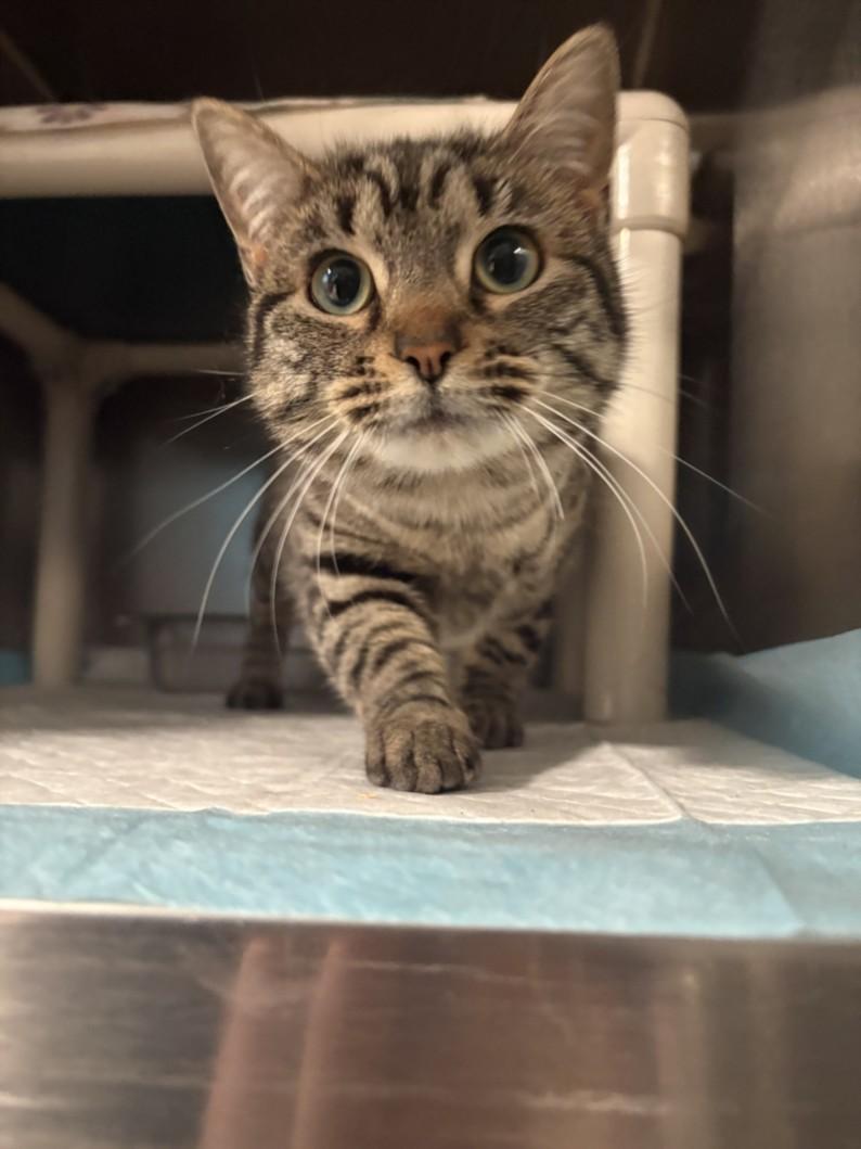 A209774, Adoptable, Adult Female Domestic Short Hair.