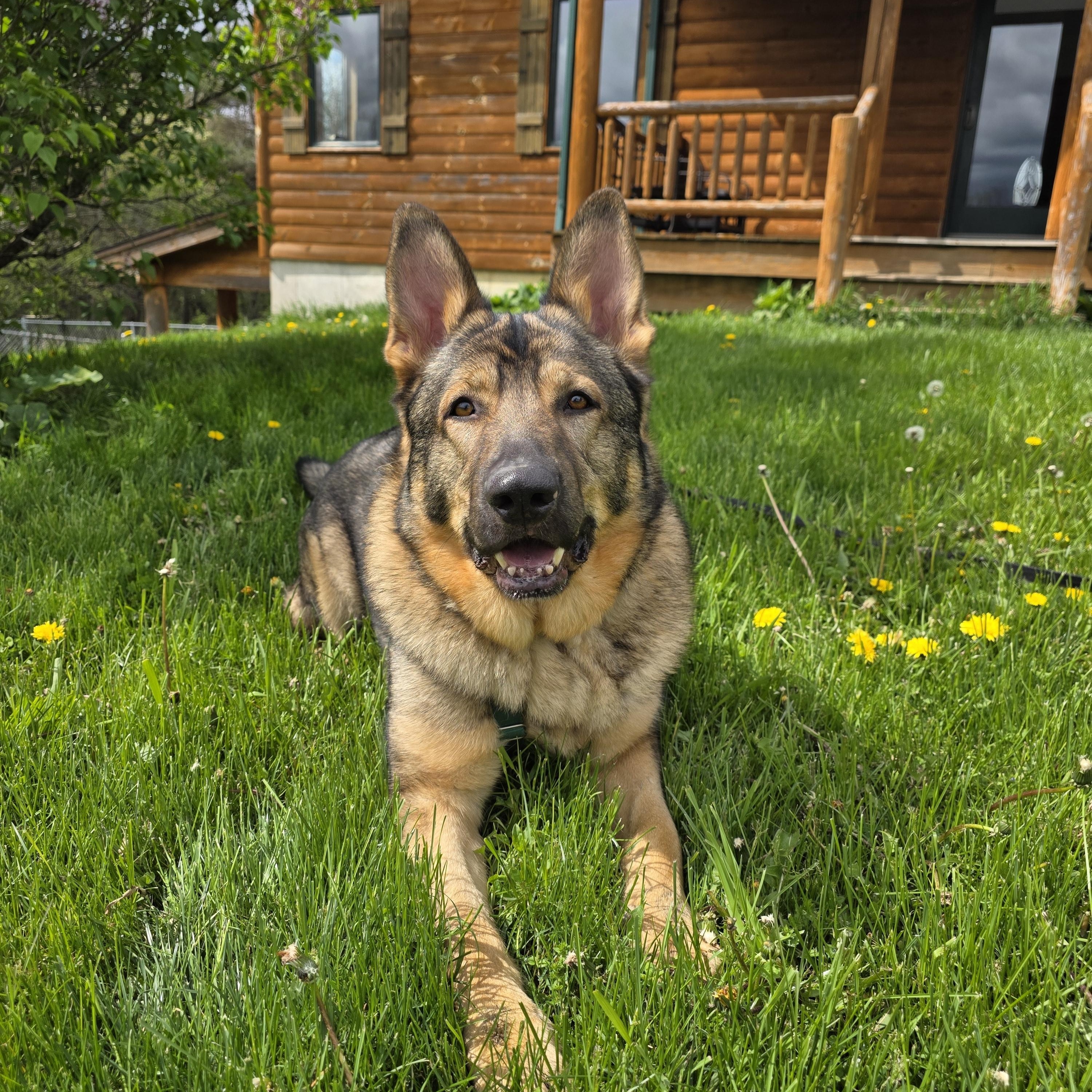 Grizz, a Adoptable German Shepherd Dog in Darien Center, NY image 2/6