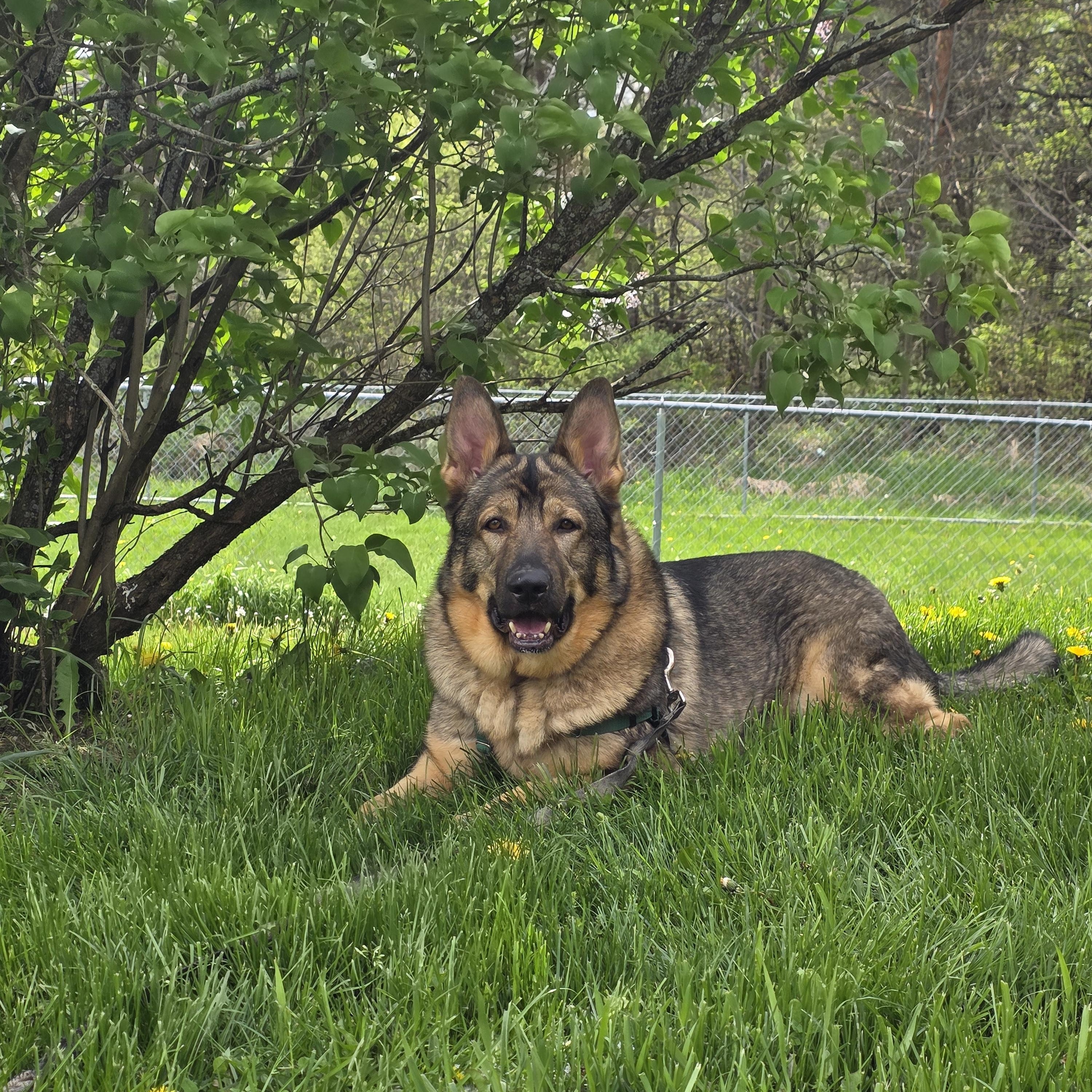 Grizz, a Adoptable German Shepherd Dog in Darien Center, NY image 5/6
