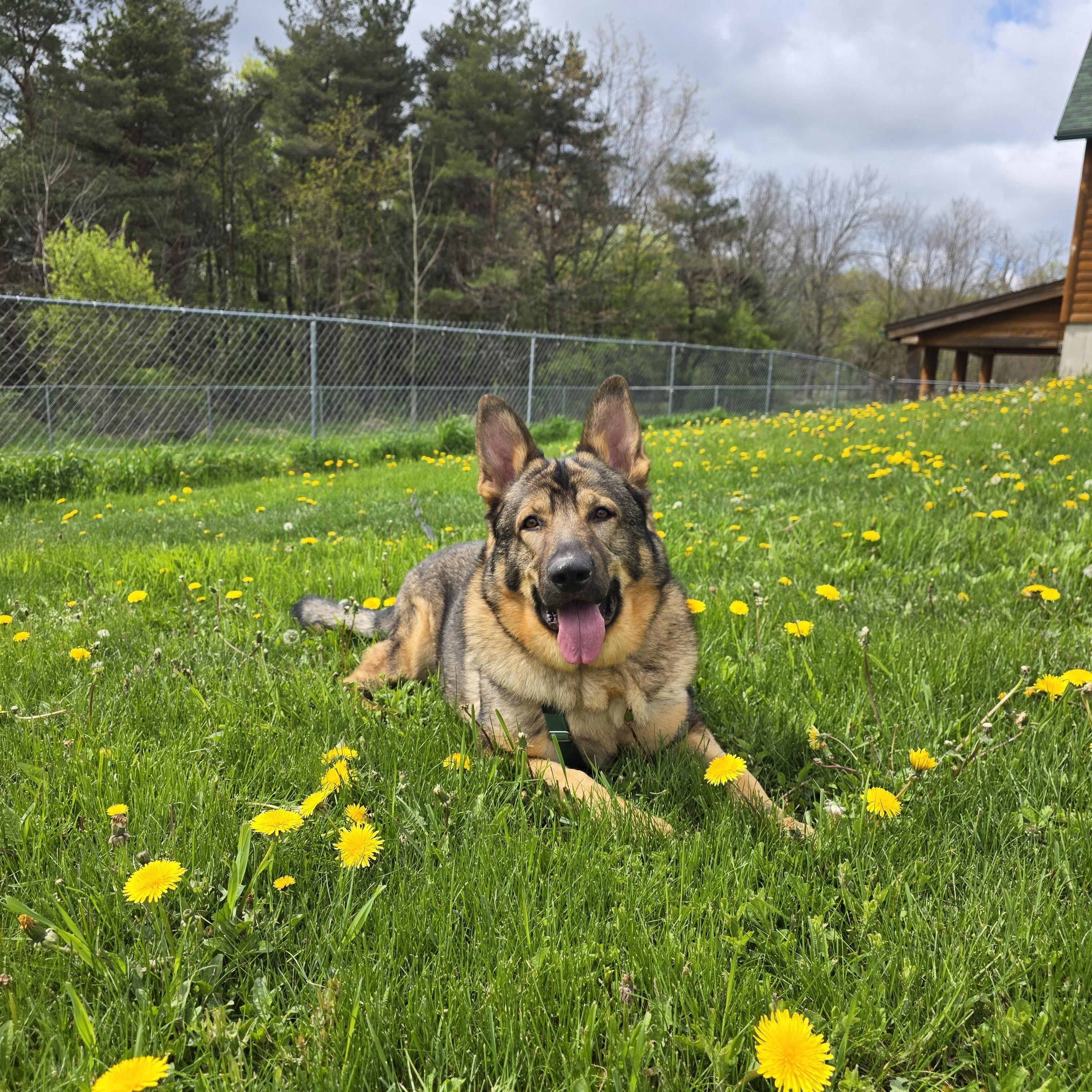 Grizz, a Adoptable German Shepherd Dog in Darien Center, NY image 6/6