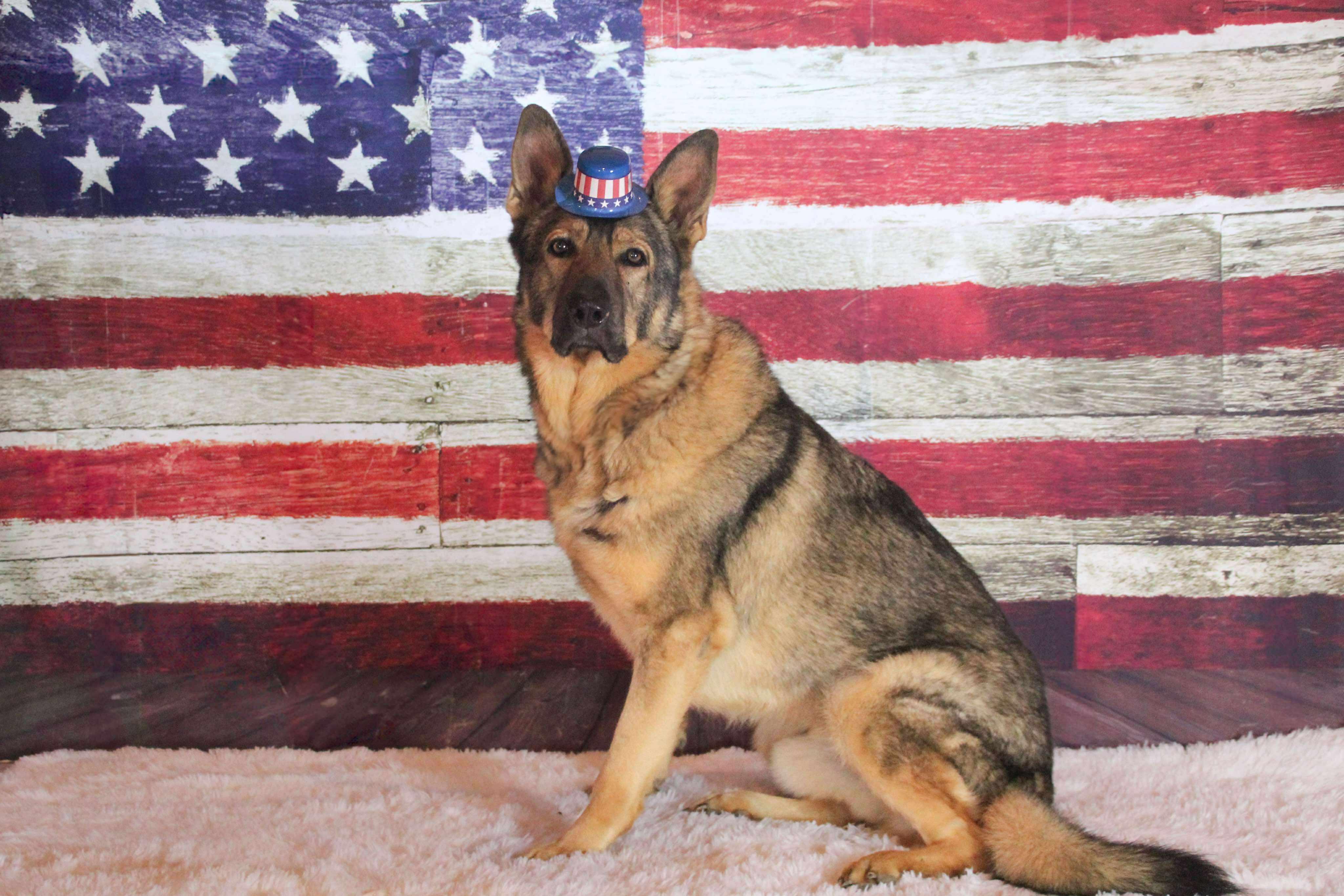 Grizz, a Adoptable German Shepherd Dog in Darien Center, NY image 1/6