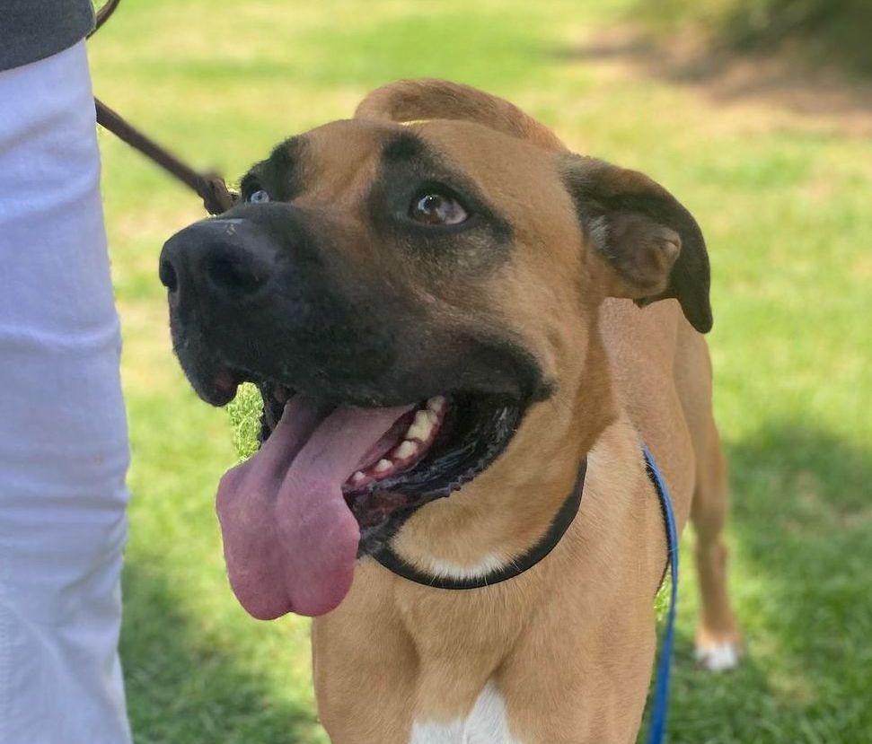 Romeo , ADOPTABLE, Adult Male Black Mouth Cur.