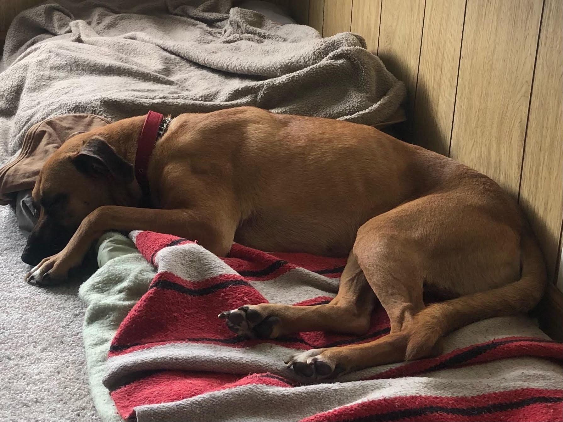 Enlarge Romeo , a ADOPTABLE Black Mouth Cur in Davenport, IA image 6/6