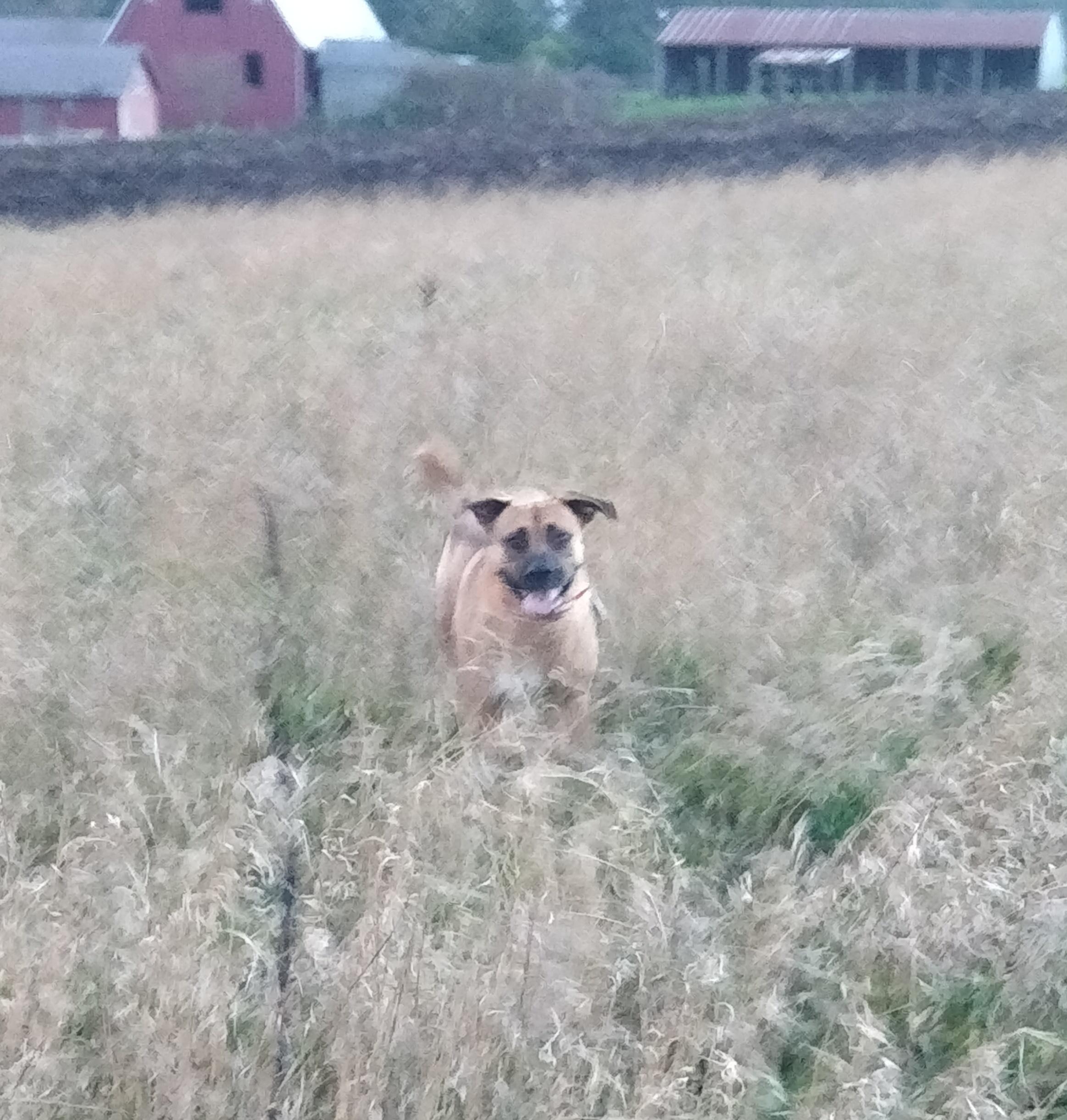 Enlarge Romeo , a ADOPTABLE Black Mouth Cur in Davenport, IA image 4/6