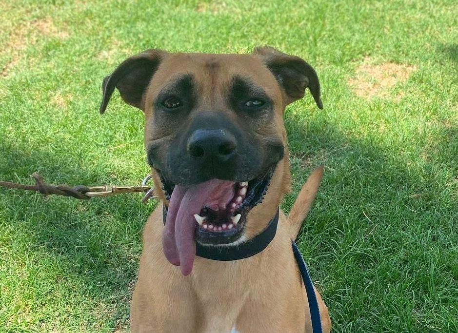 Enlarge Romeo , a ADOPTABLE Black Mouth Cur in Davenport, IA image 3/6