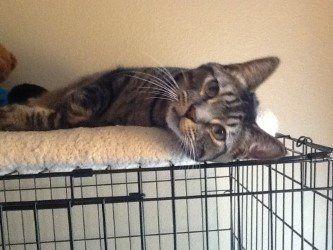 Spunky, Adopted, Adult Male Domestic Short Hair.