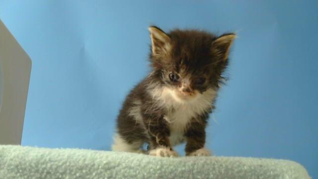 A5779498, Adoptable, Kitten Female Domestic Long Hair.