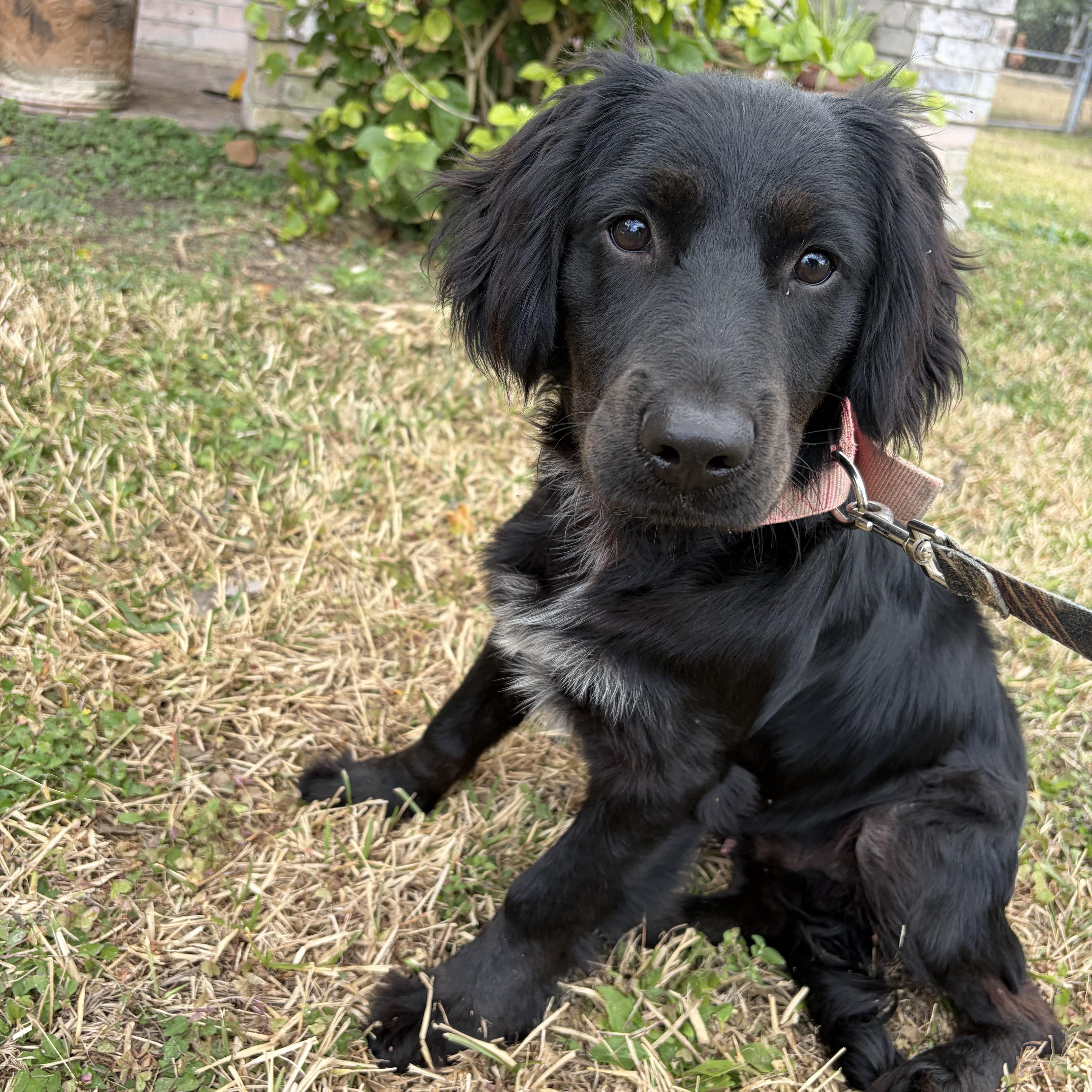 Lindo, adopted, Puppy Male Retriever.