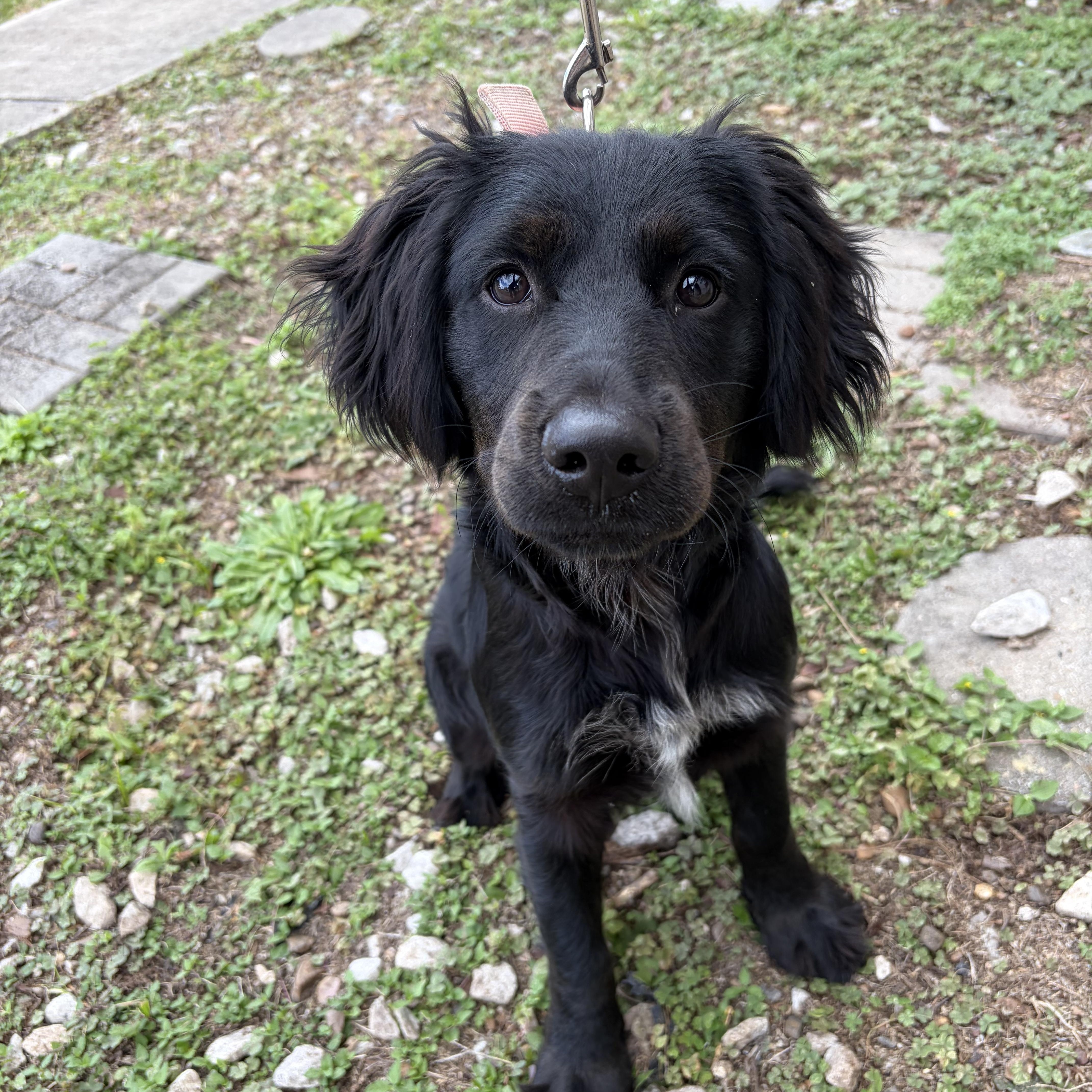 Enlarge Lindo, an adopted mixed breed in Richmond, VA image 2/3