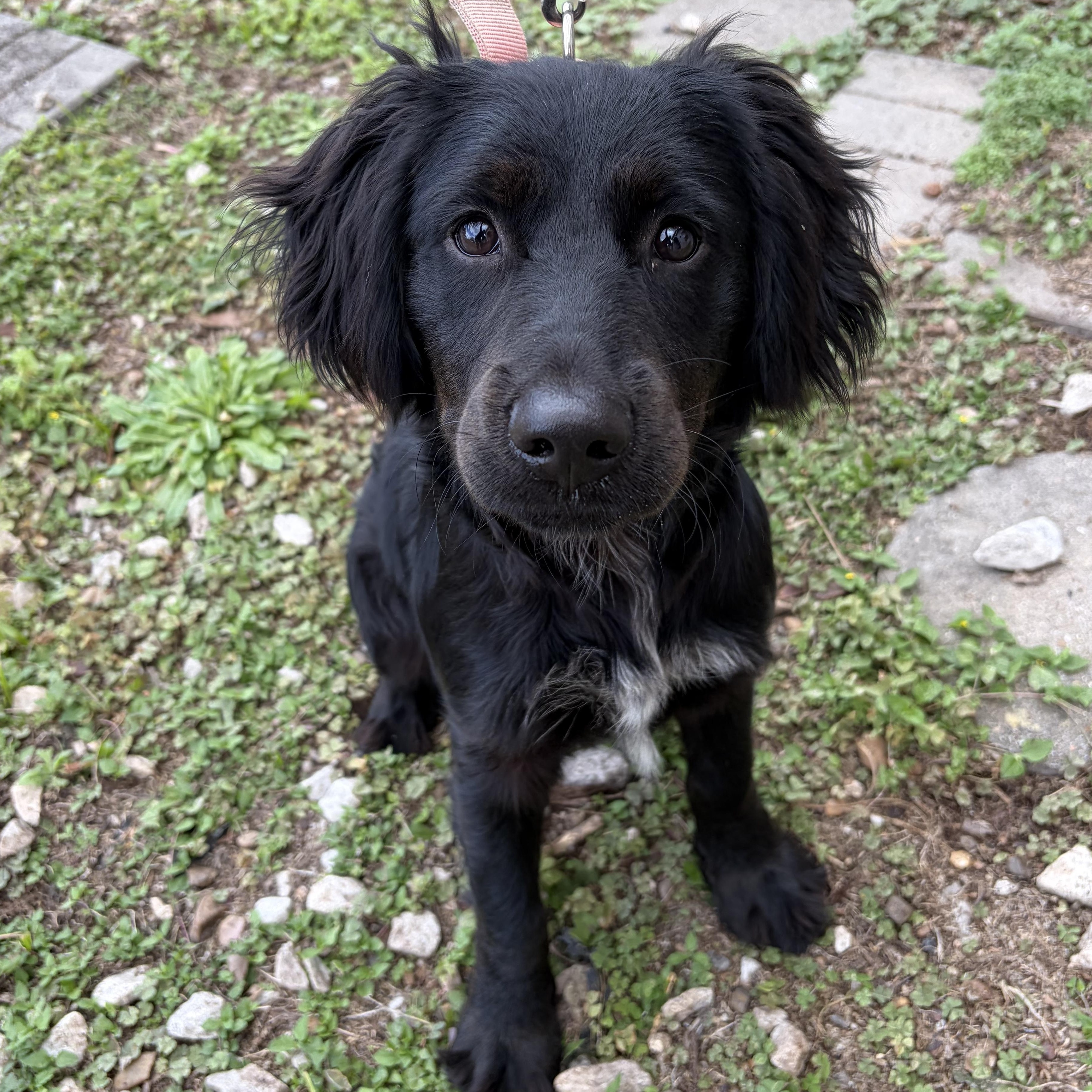Enlarge Lindo, an adopted mixed breed in Richmond, VA image 3/3