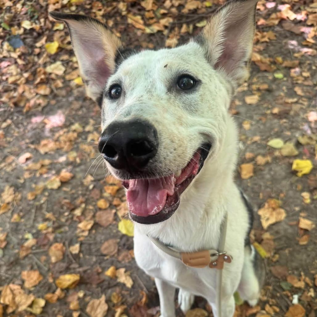 Milo, Adoptable, Young Male Mixed Breed.