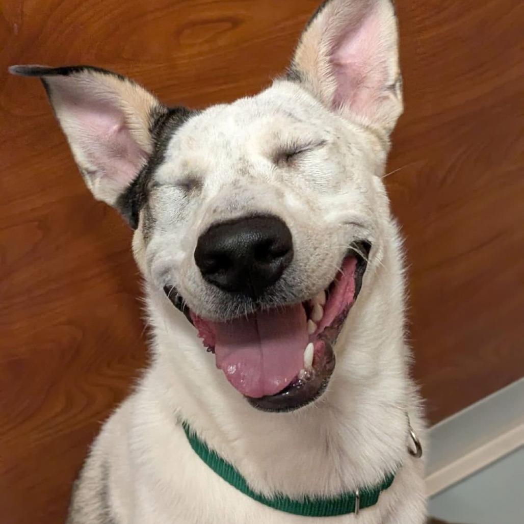 Milo, Adoptable, Young Male Mixed Breed.