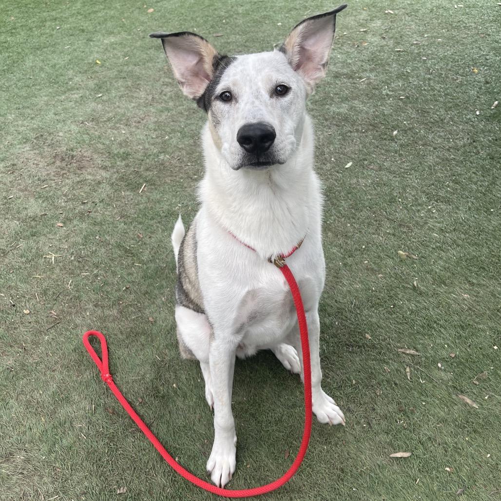 Milo, a Adoptable Mixed Breed in Saint Charles, MO image 2/6