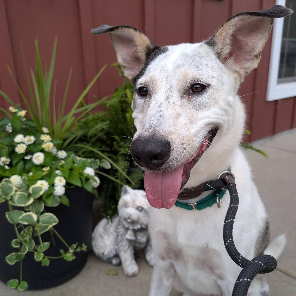 Milo, a Adoptable Mixed Breed in Saint Charles, MO image 3/6