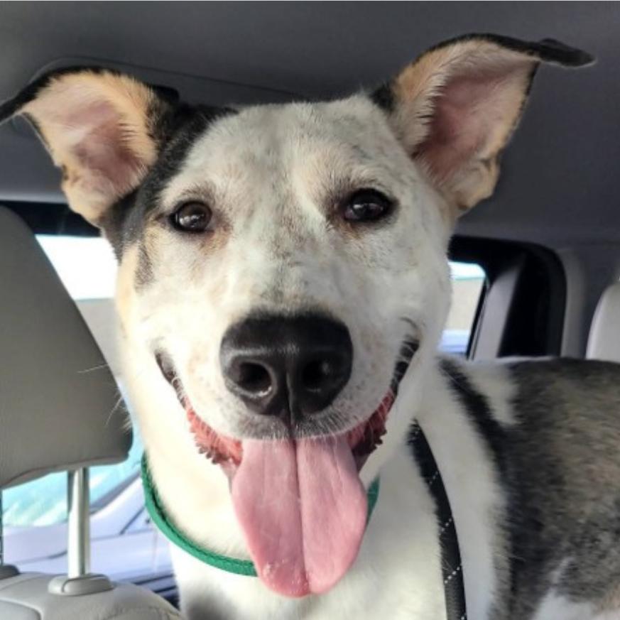 Milo, a Adoptable Mixed Breed in Saint Charles, MO image 4/6
