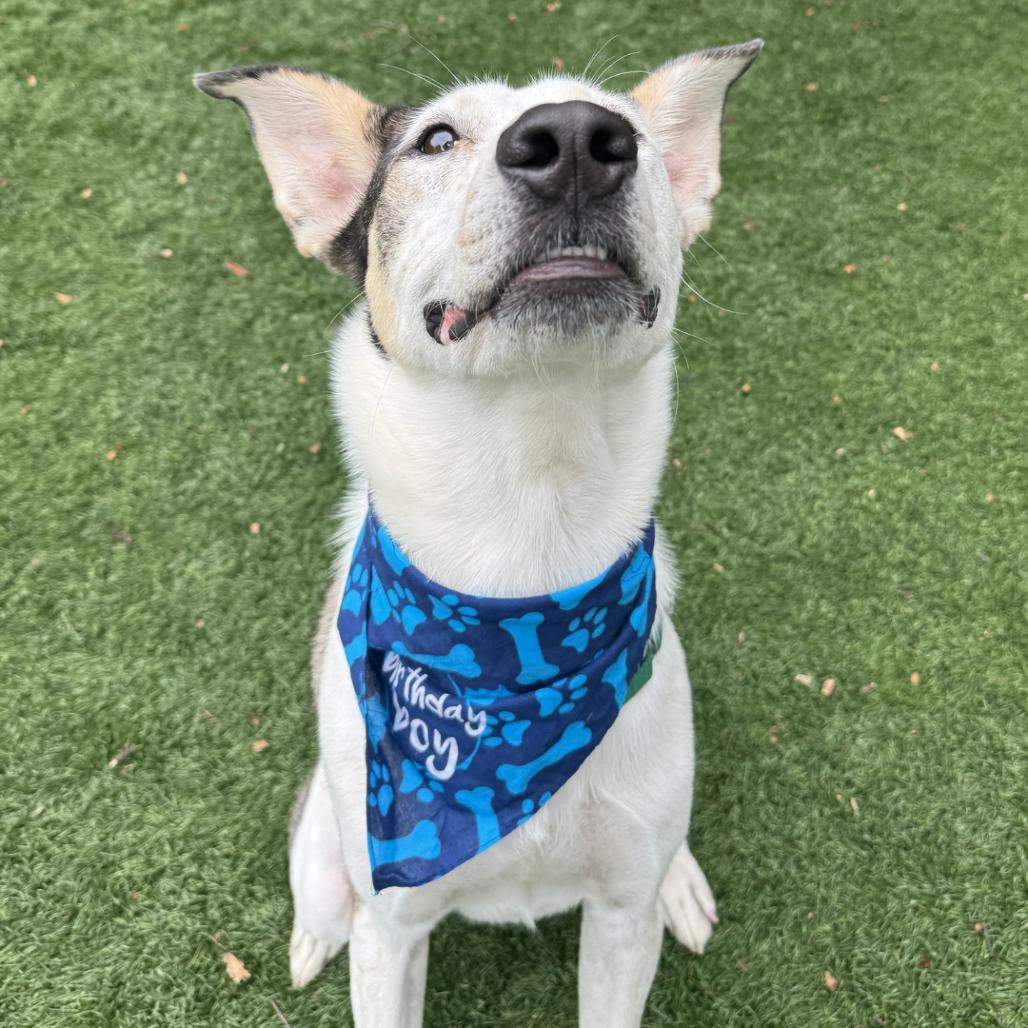 Enlarge Milo, a Adoptable Mixed Breed in Saint Charles, MO image 3/6
