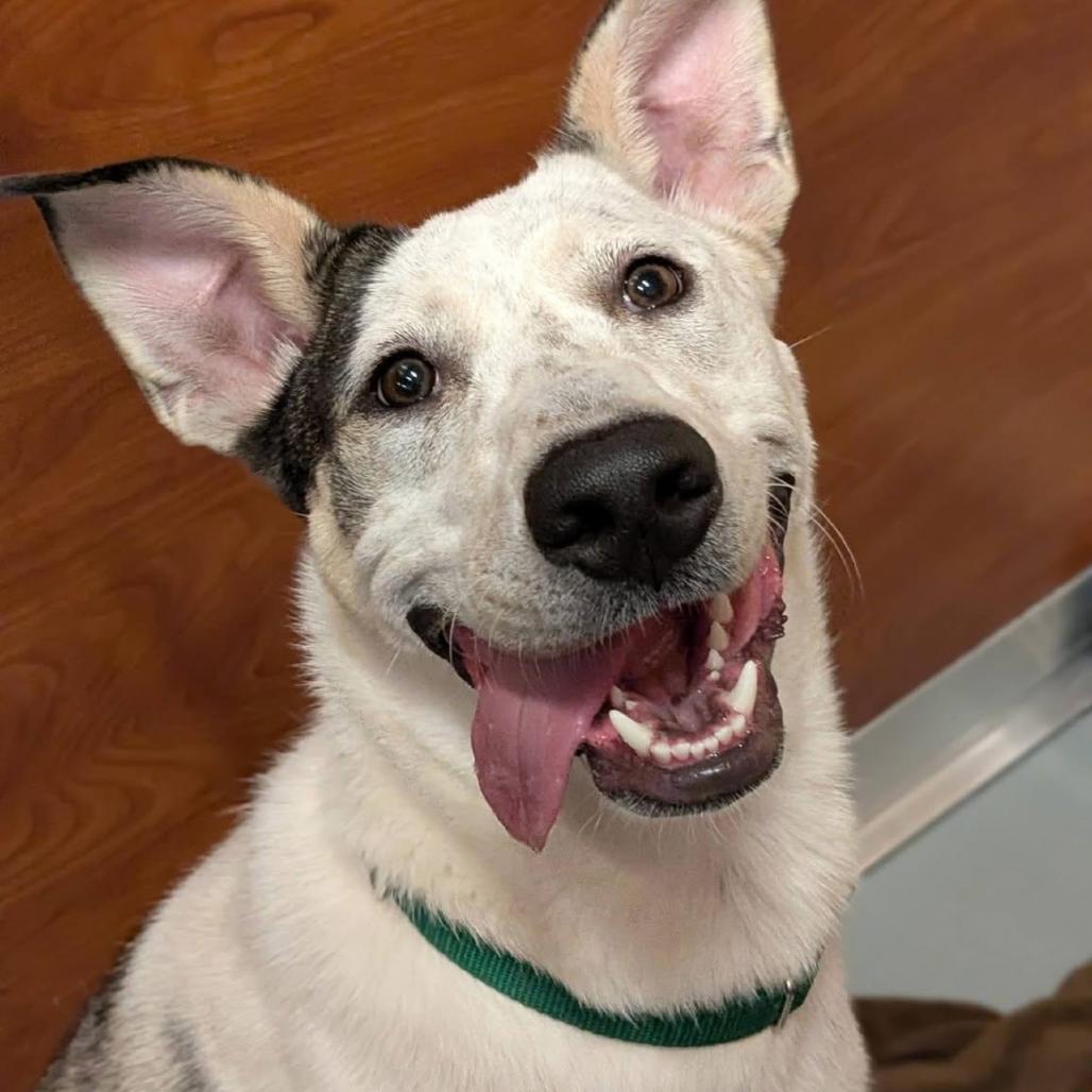 Milo, a Adoptable Mixed Breed in Saint Charles, MO image 5/6