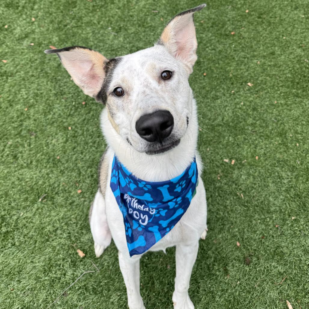 Enlarge Milo, a Adoptable Mixed Breed in Saint Charles, MO image 4/6