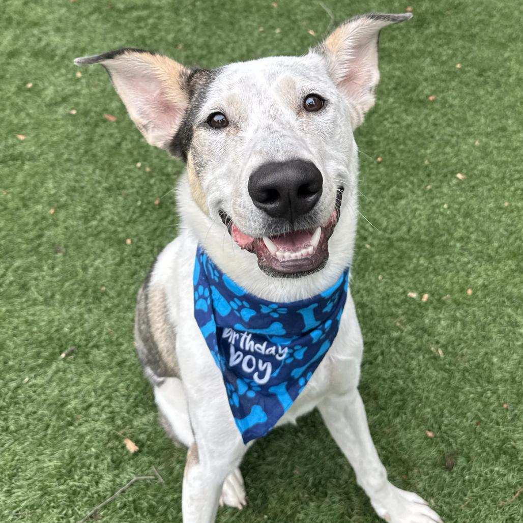 Enlarge Milo, a Adoptable Mixed Breed in Saint Charles, MO image 6/6