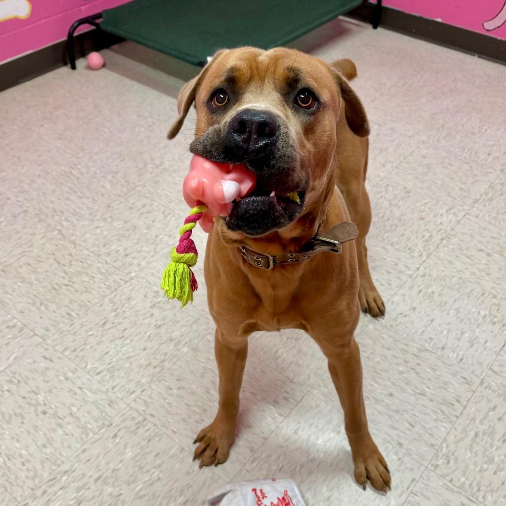 Enlarge Sentry, a Adoptable mixed breed in Binghamton, NY image 1/6