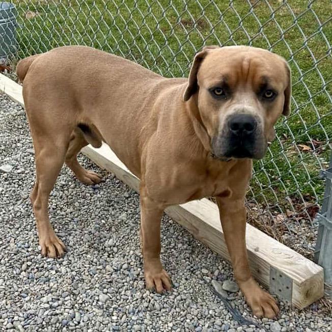 Enlarge Sentry, a Adoptable mixed breed in Binghamton, NY image 2/6