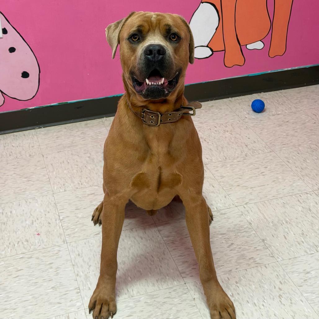 Enlarge Sentry, a Adoptable mixed breed in Binghamton, NY image 3/6