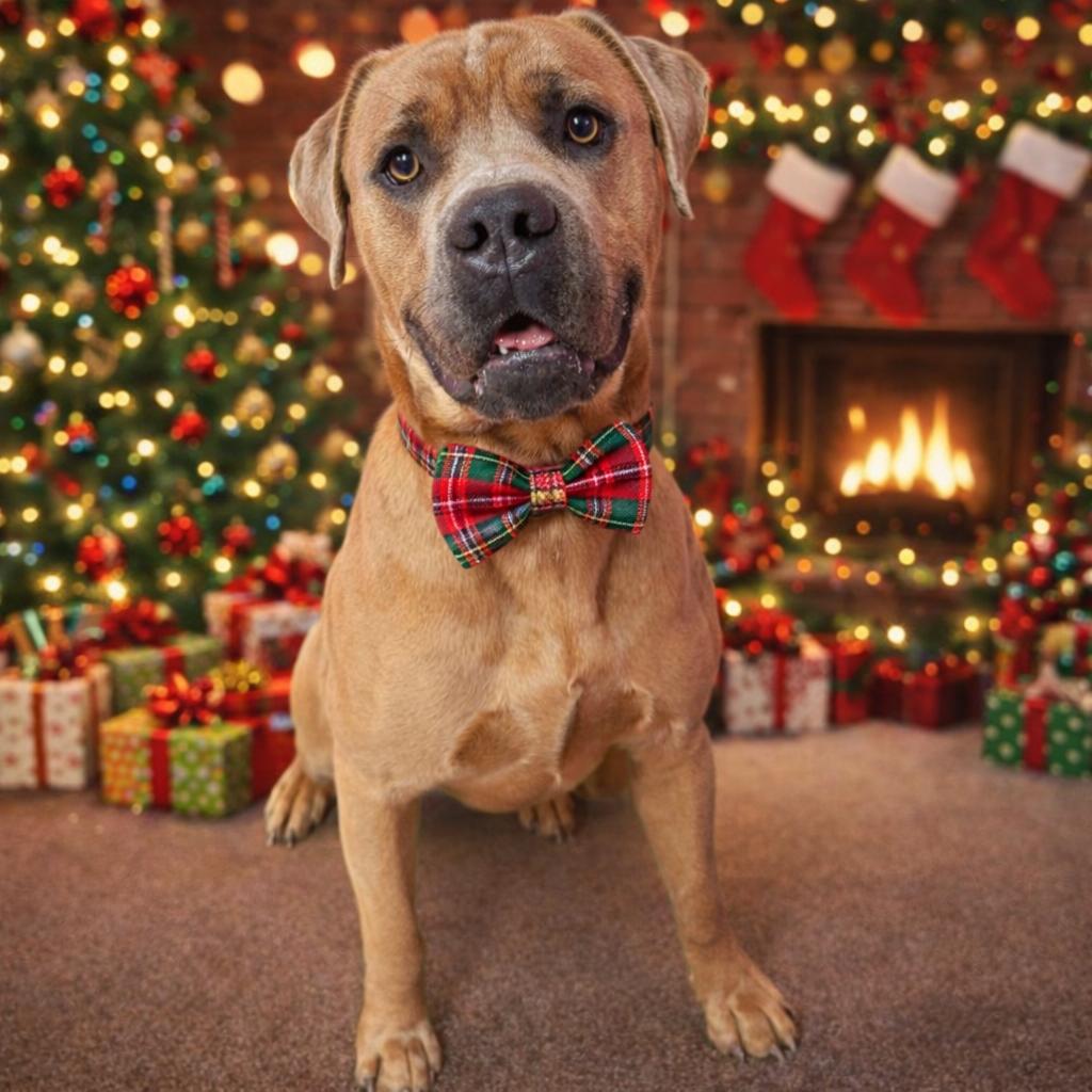 Enlarge Sentry, a Adoptable mixed breed in Binghamton, NY image 4/6