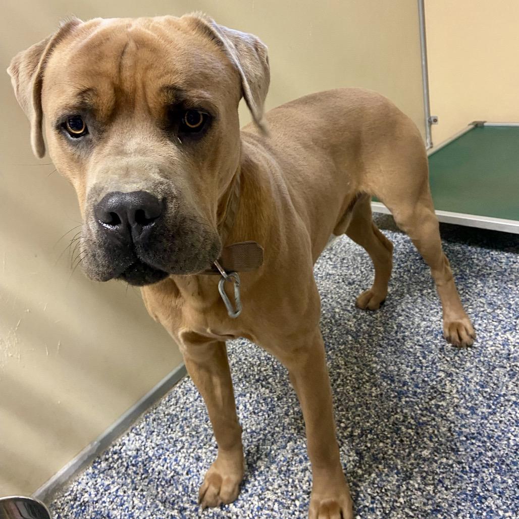 Enlarge Sentry, a Adoptable mixed breed in Binghamton, NY image 5/6