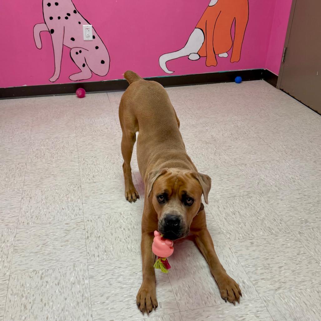 Enlarge Sentry, a Adoptable mixed breed in Binghamton, NY image 6/6