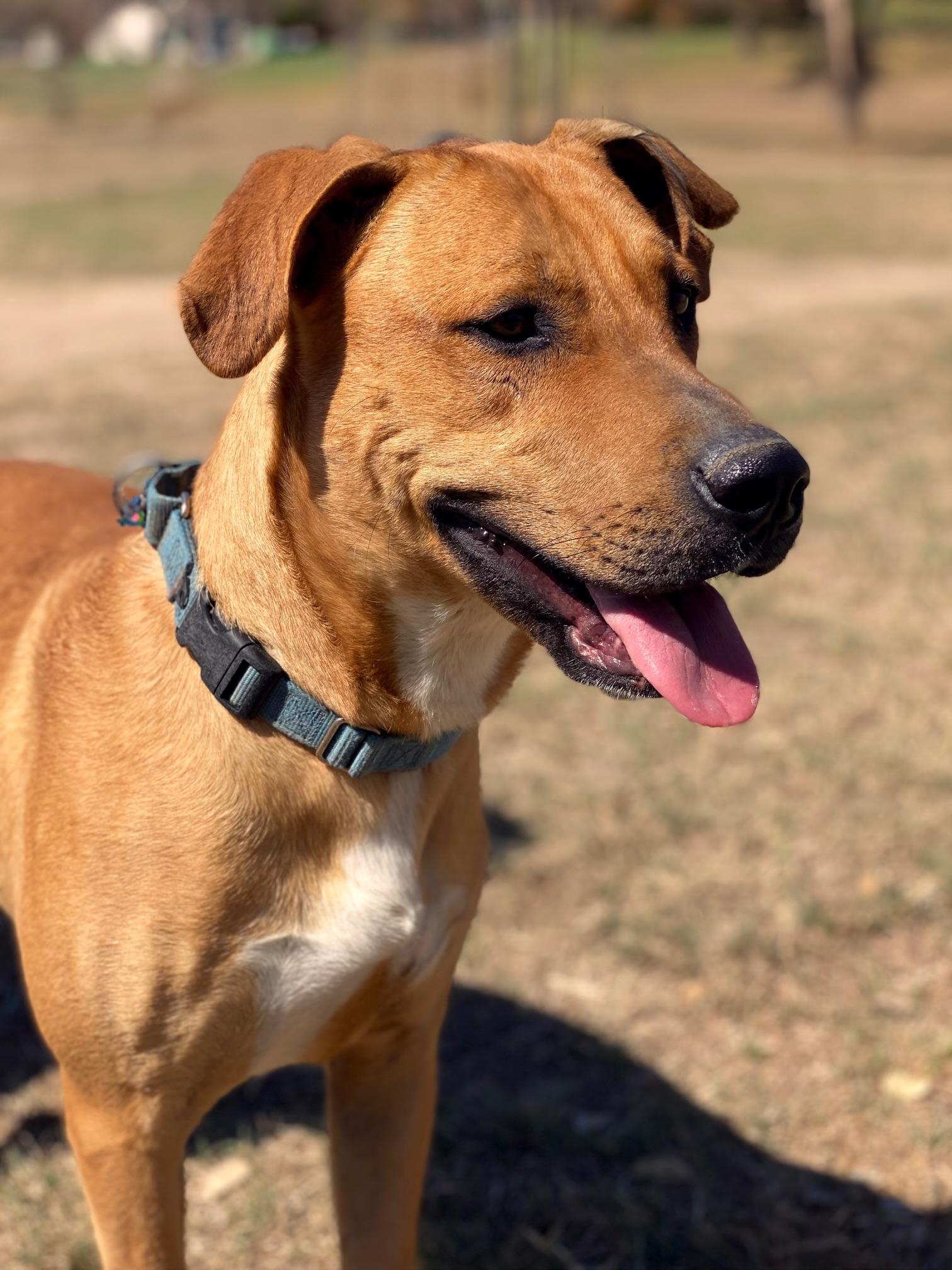 Jasper, Adult Male Labrador Retriever