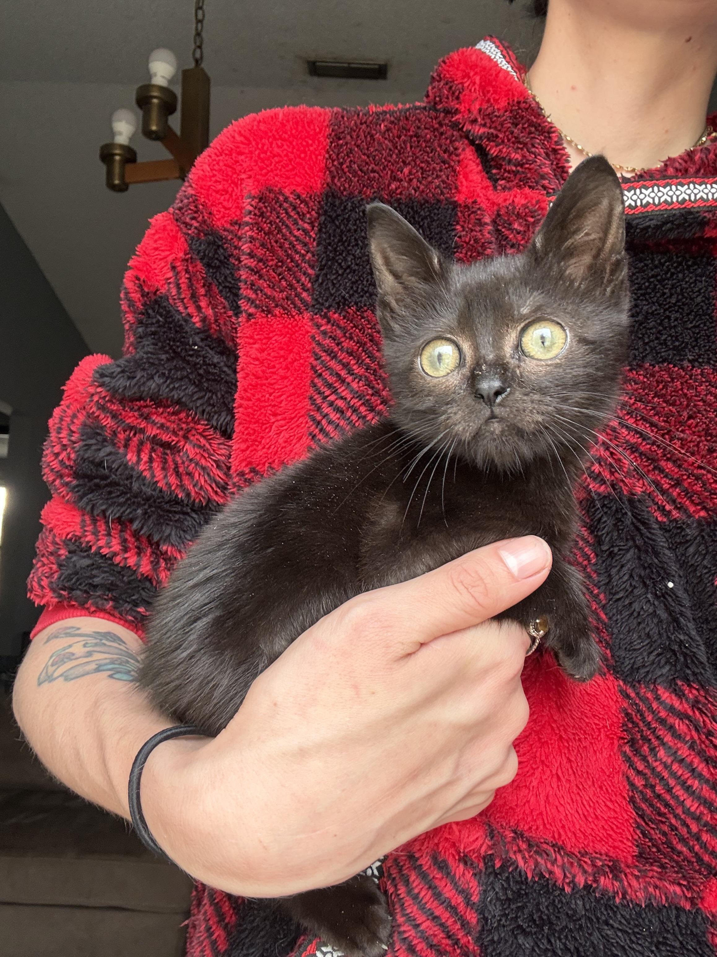 Puss, a ADOPTABLE Domestic Short Hair in DELTONA, FL image 1/3