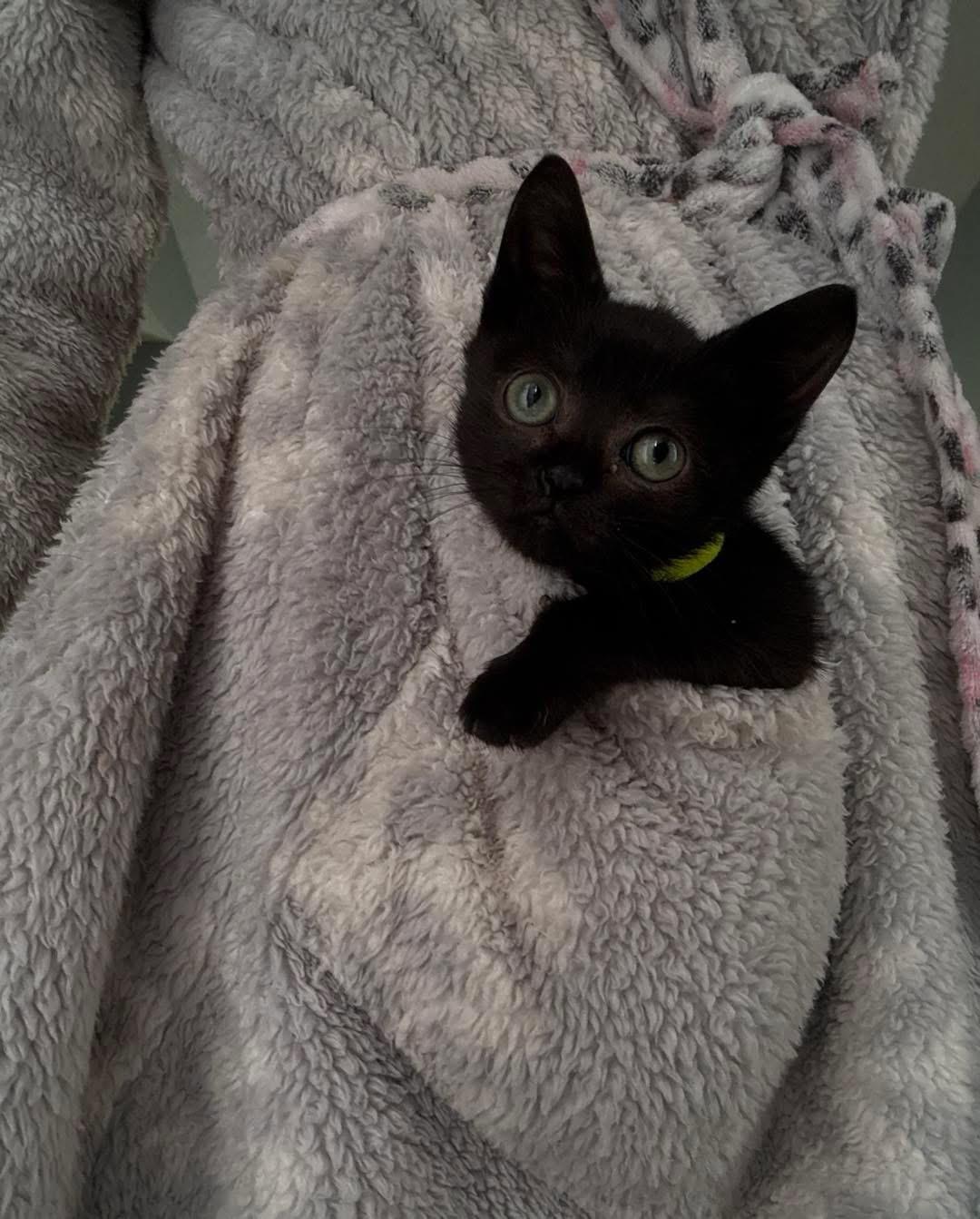 Puss, a ADOPTABLE Domestic Short Hair in DELTONA, FL image 3/3