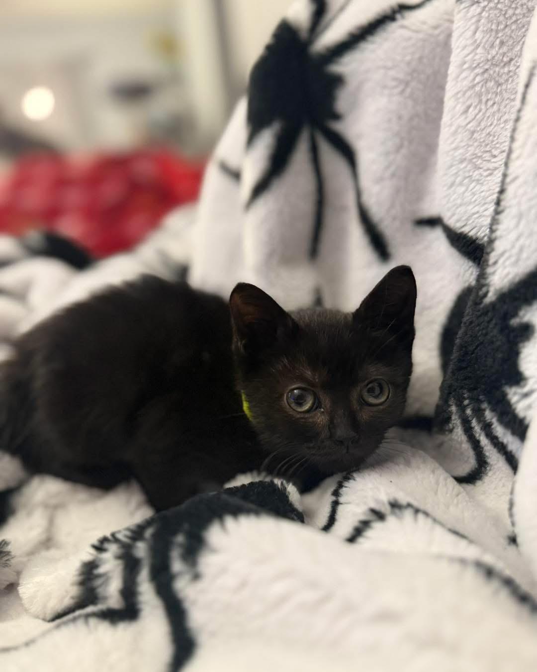 Puss, a ADOPTABLE Domestic Short Hair in DELTONA, FL image 2/3