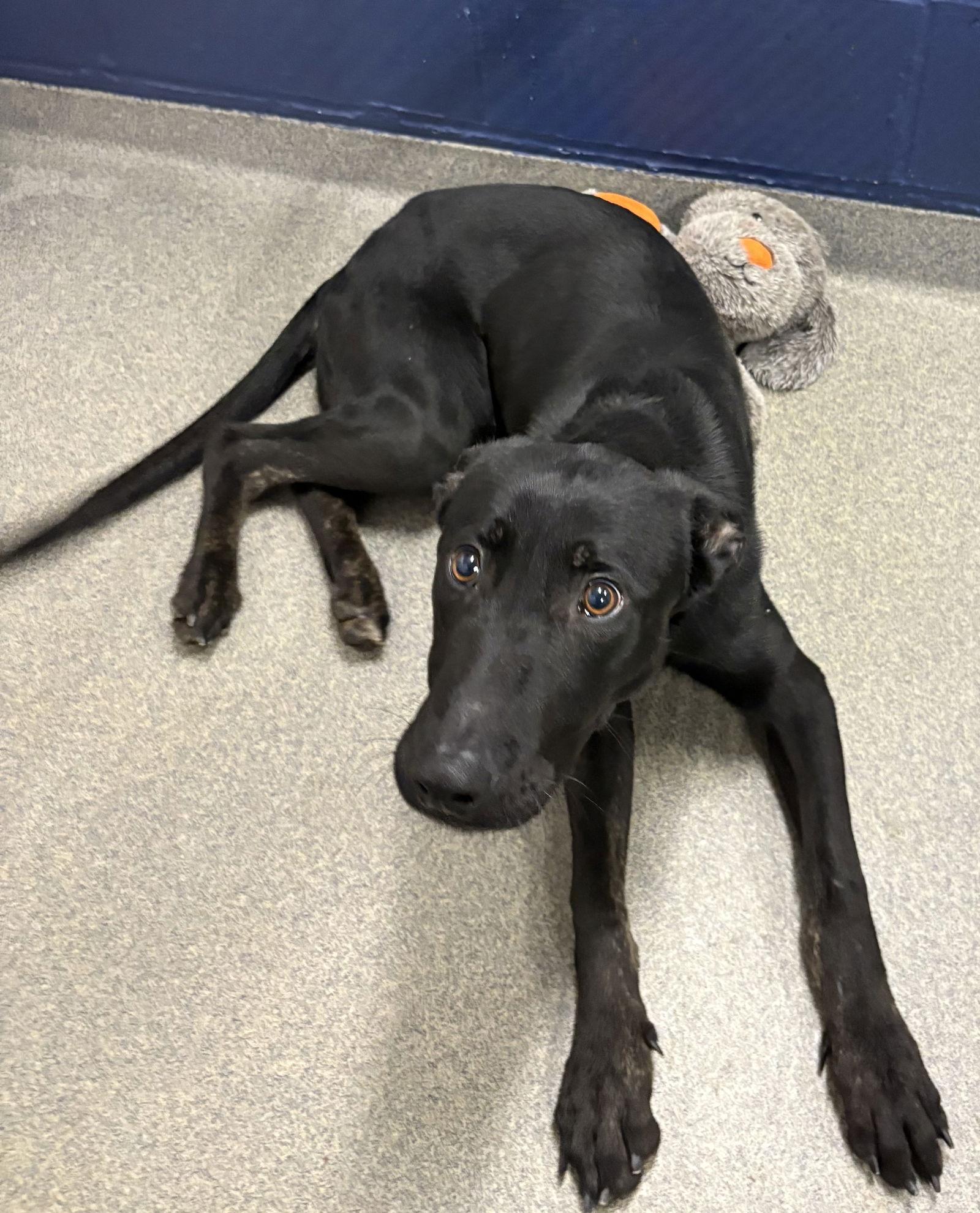 Enlarge Sam 8 months, a Adoptable Labrador Retriever in Sterling, MA image 1/1