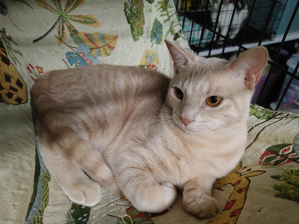 Enlarge Buffy, a Adoptable mixed breed in Merriam, KS image 1/3