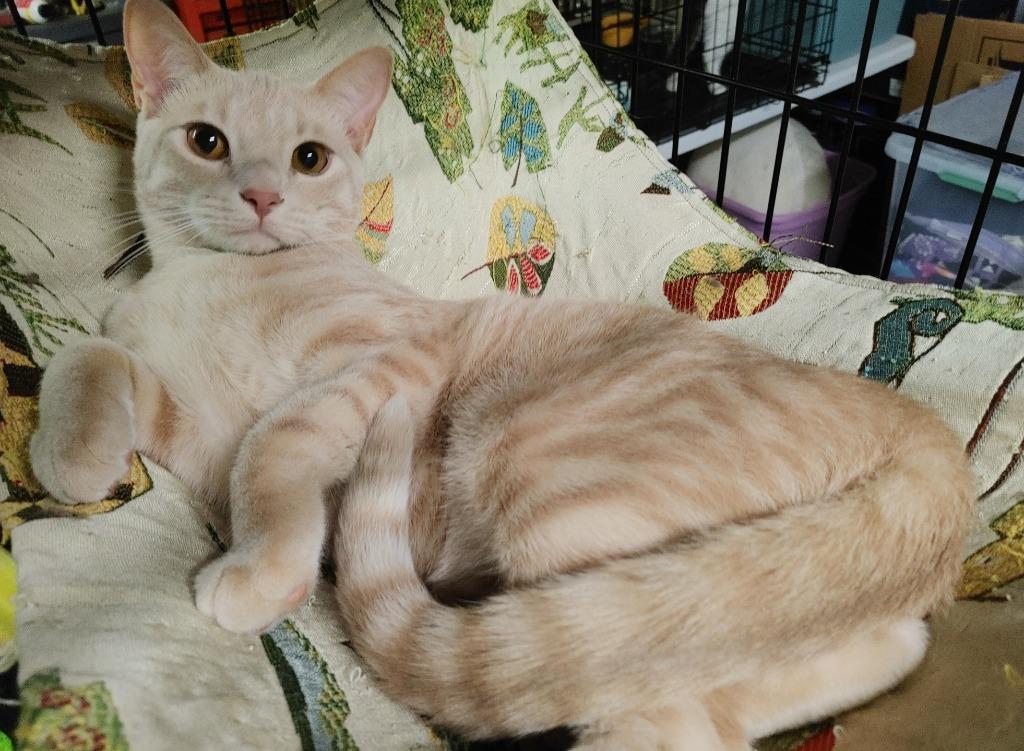 Enlarge Buffy, a Adoptable mixed breed in Merriam, KS image 2/3