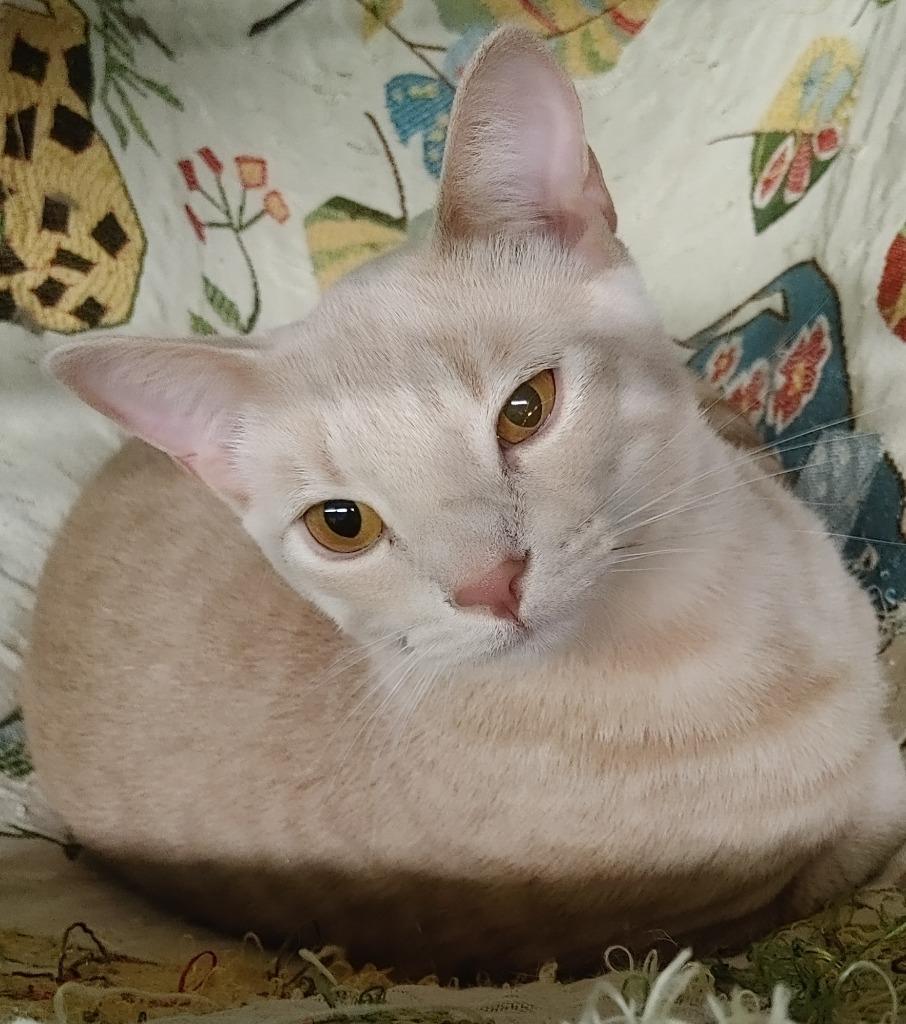 Enlarge Buffy, a Adoptable mixed breed in Merriam, KS image 3/3