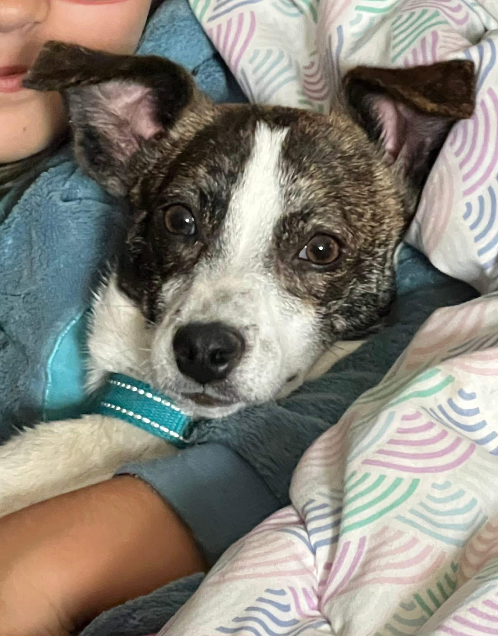 Enlarge Aria, a Adoptable mixed breed in Elkton, MD image 2/6