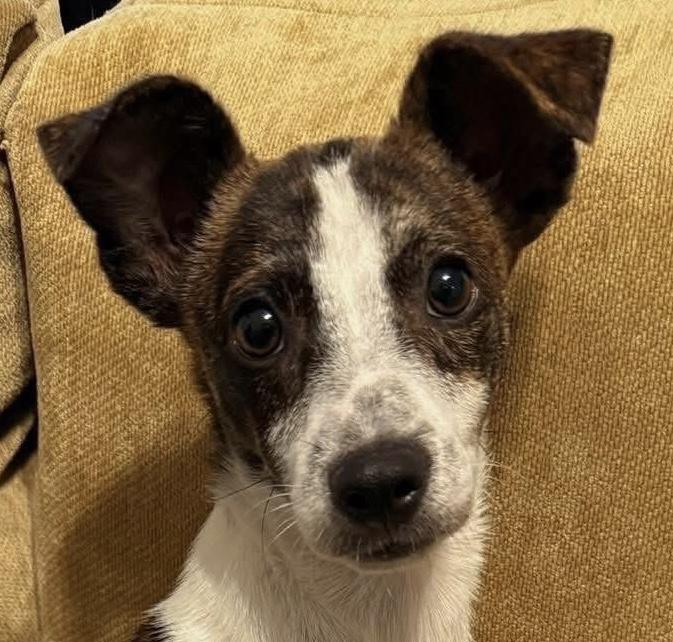 Enlarge Aria, a Adoptable mixed breed in Elkton, MD image 1/6